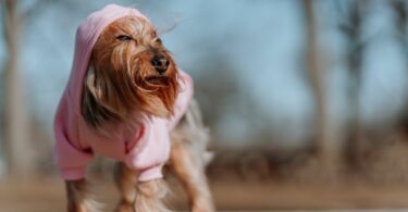 Comment choisir le look idéal pour votre chien