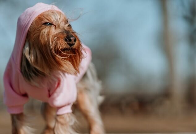 Comment choisir le look idéal pour votre chien